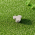 Bouton de meuble en zamak nickel mat, TREFLE